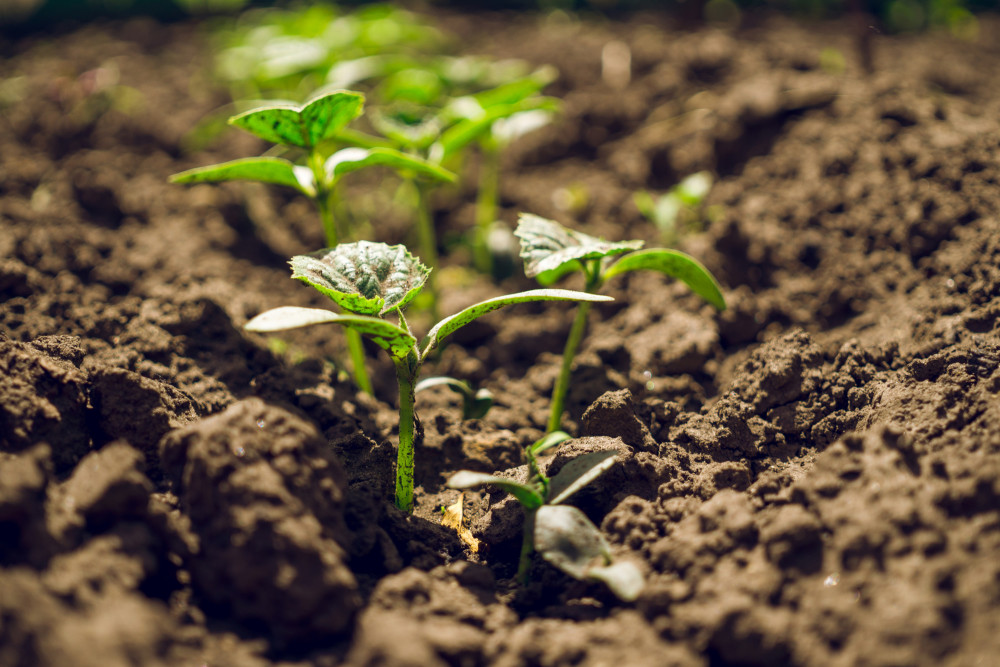 Seedlings in soil