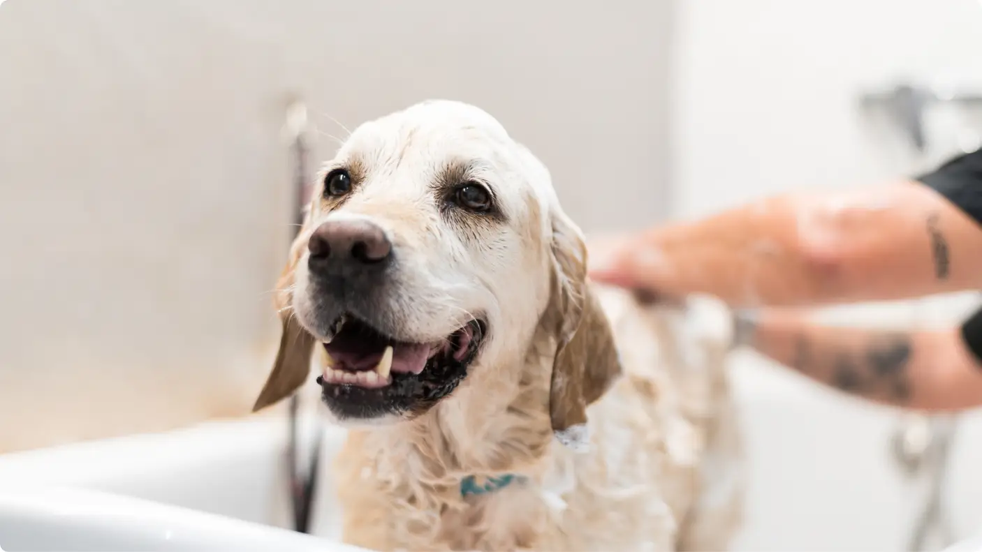 dog being bathed in bathtub by owner