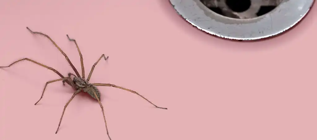 spider next to a drain