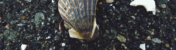 seashells on a beach