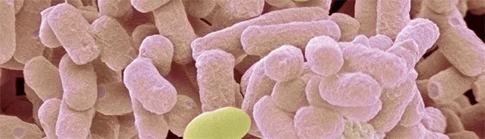 bacteria