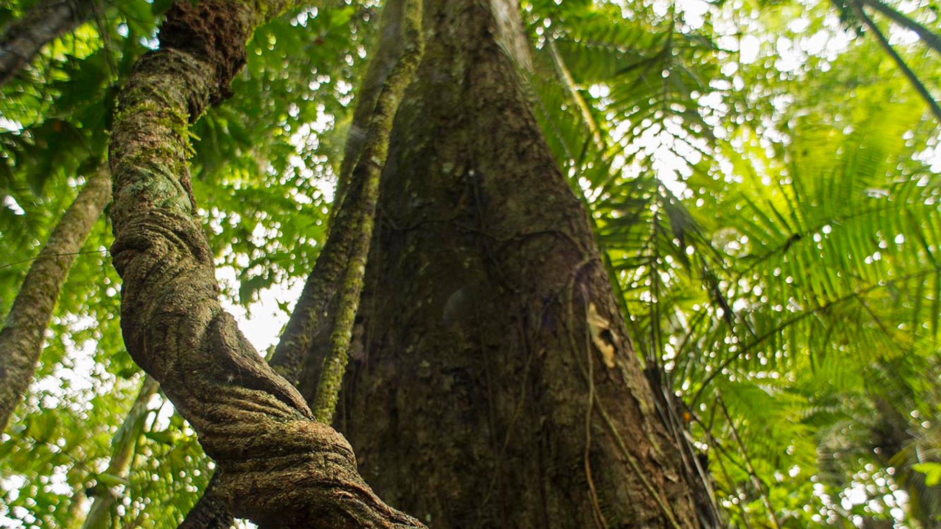 Original Beans - Baum