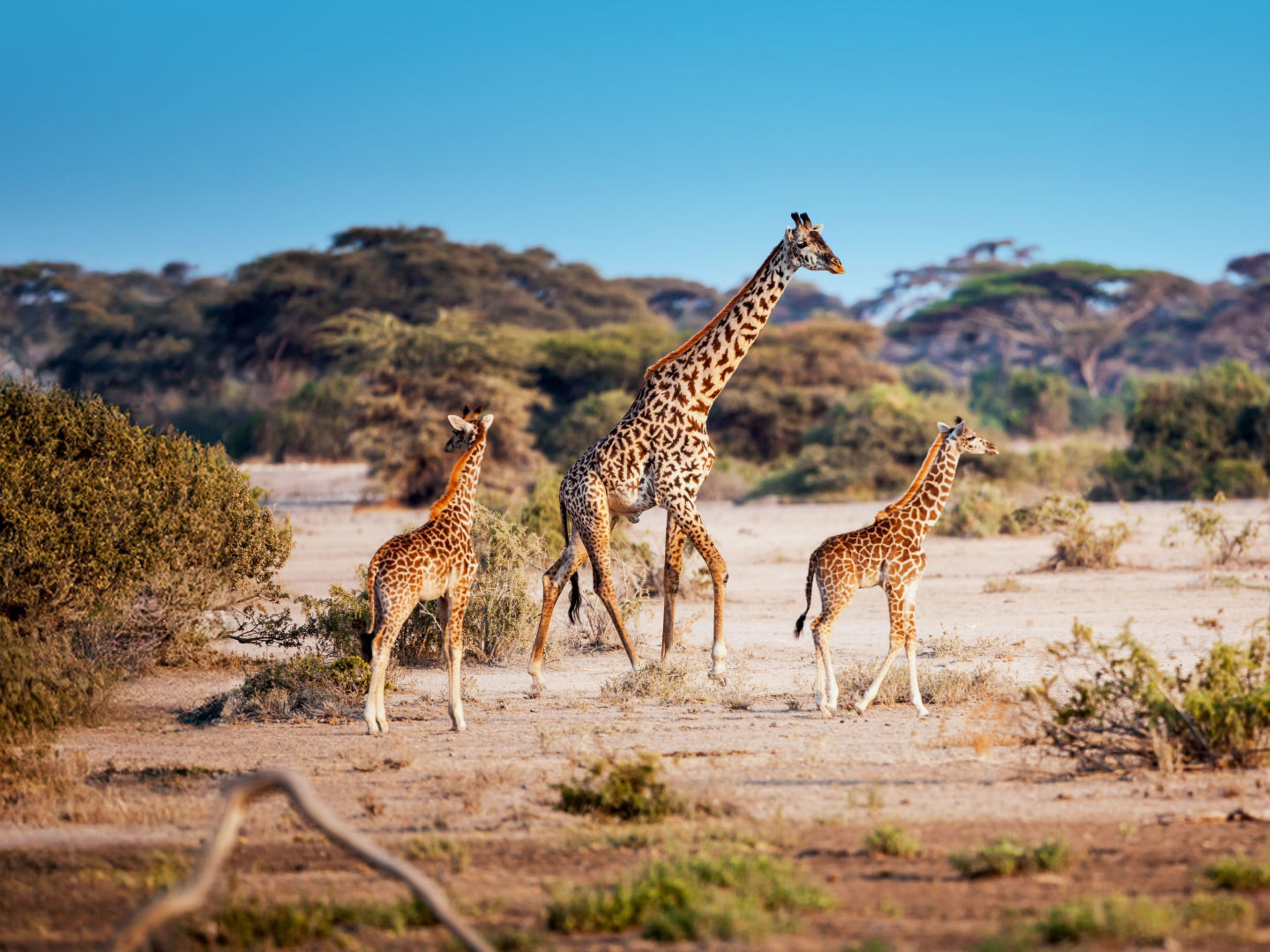 Destinationsmotiv Port Elizabeth - Giraffen, Südafrika