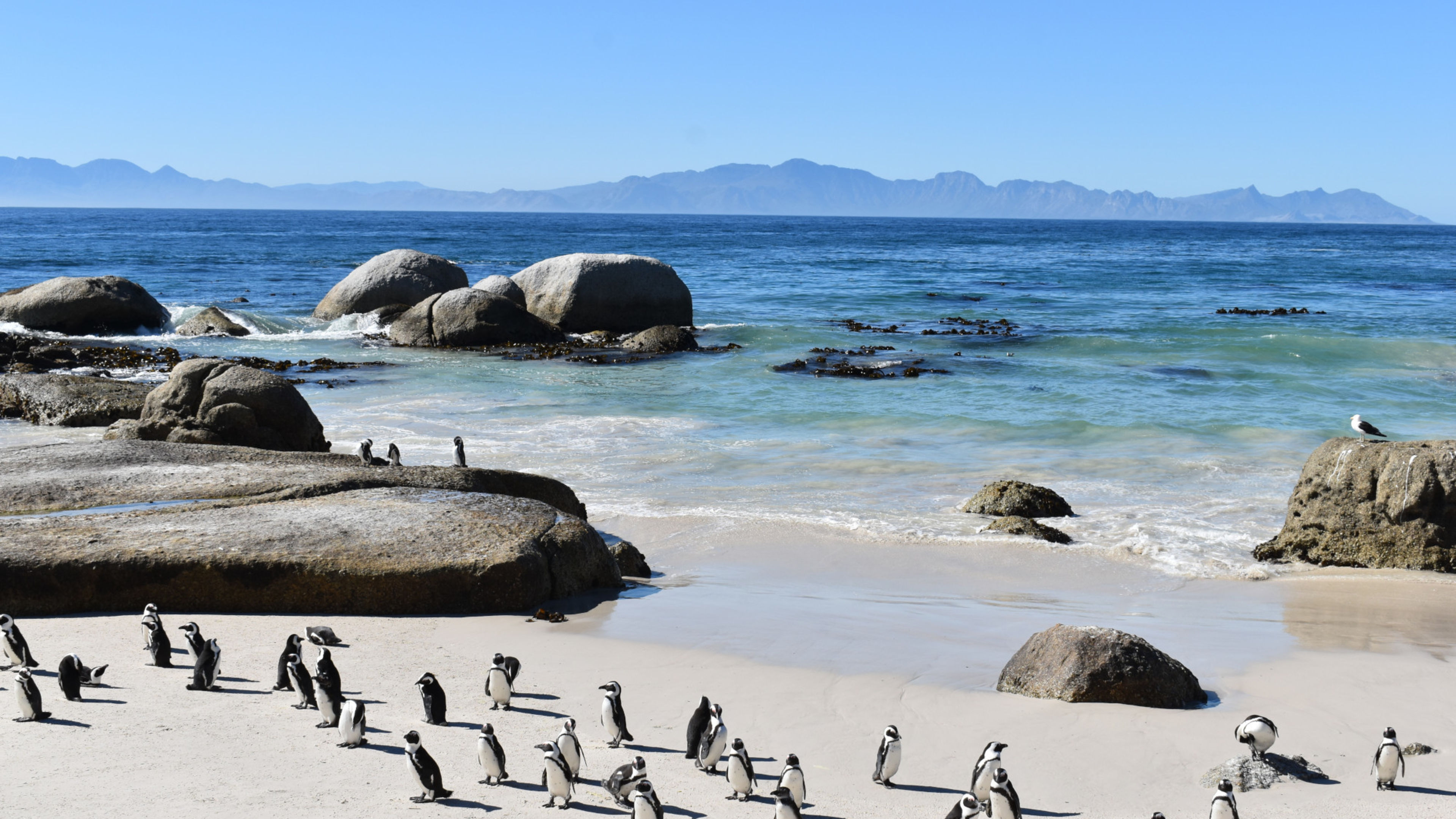 Kapstadt Pinguine Kapstadt Pinguine