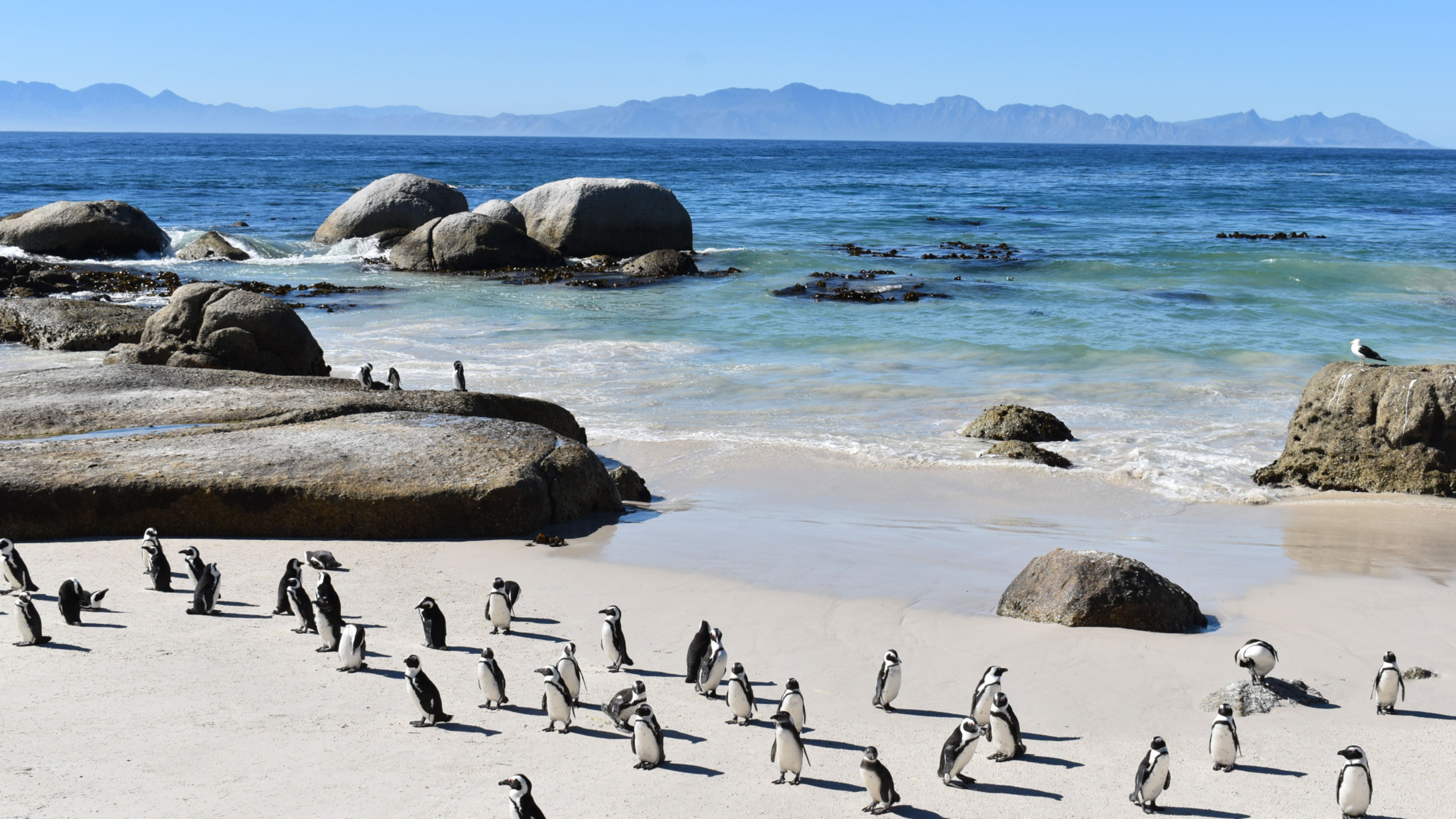 Kapstadt Pinguine Kapstadt Pinguine