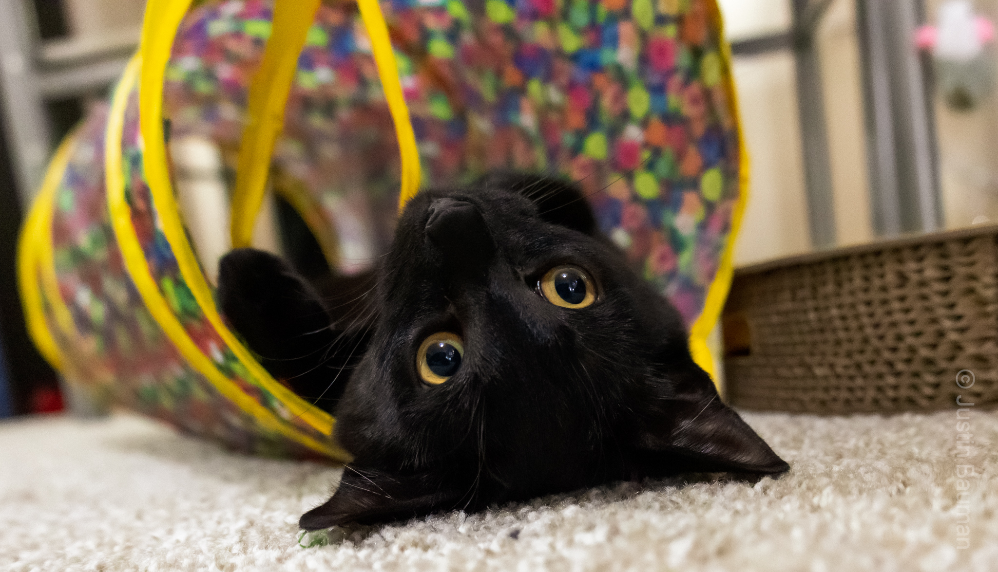 Luna laying upside down in a rainbow tube.