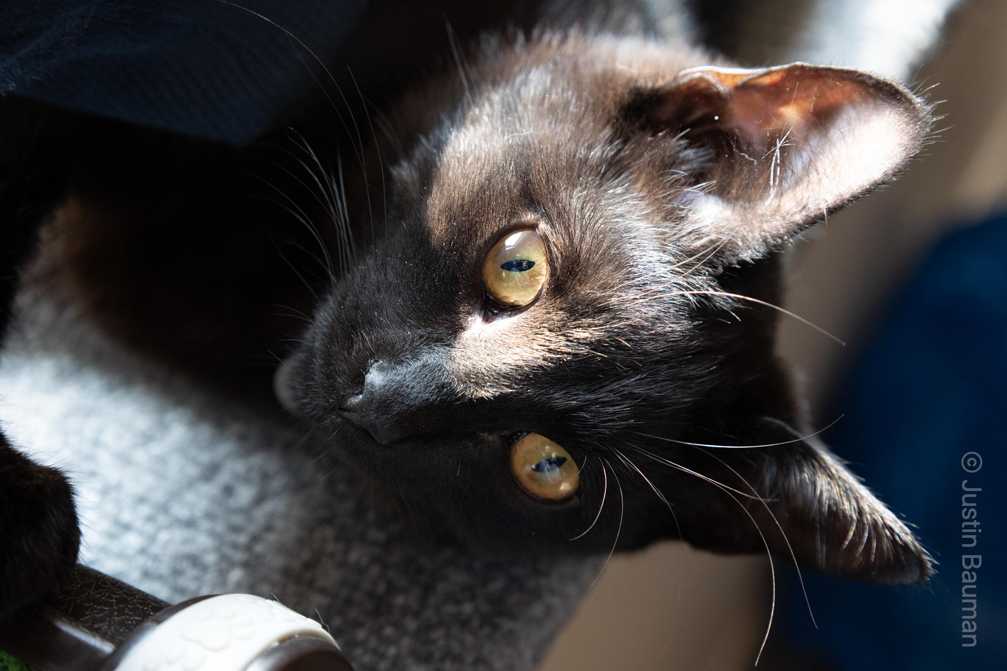 Close up of Lilith on her side.