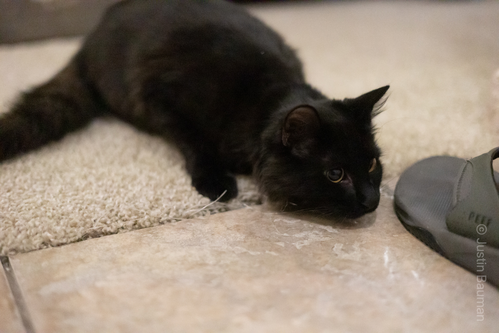 Lilith, ready to pounce