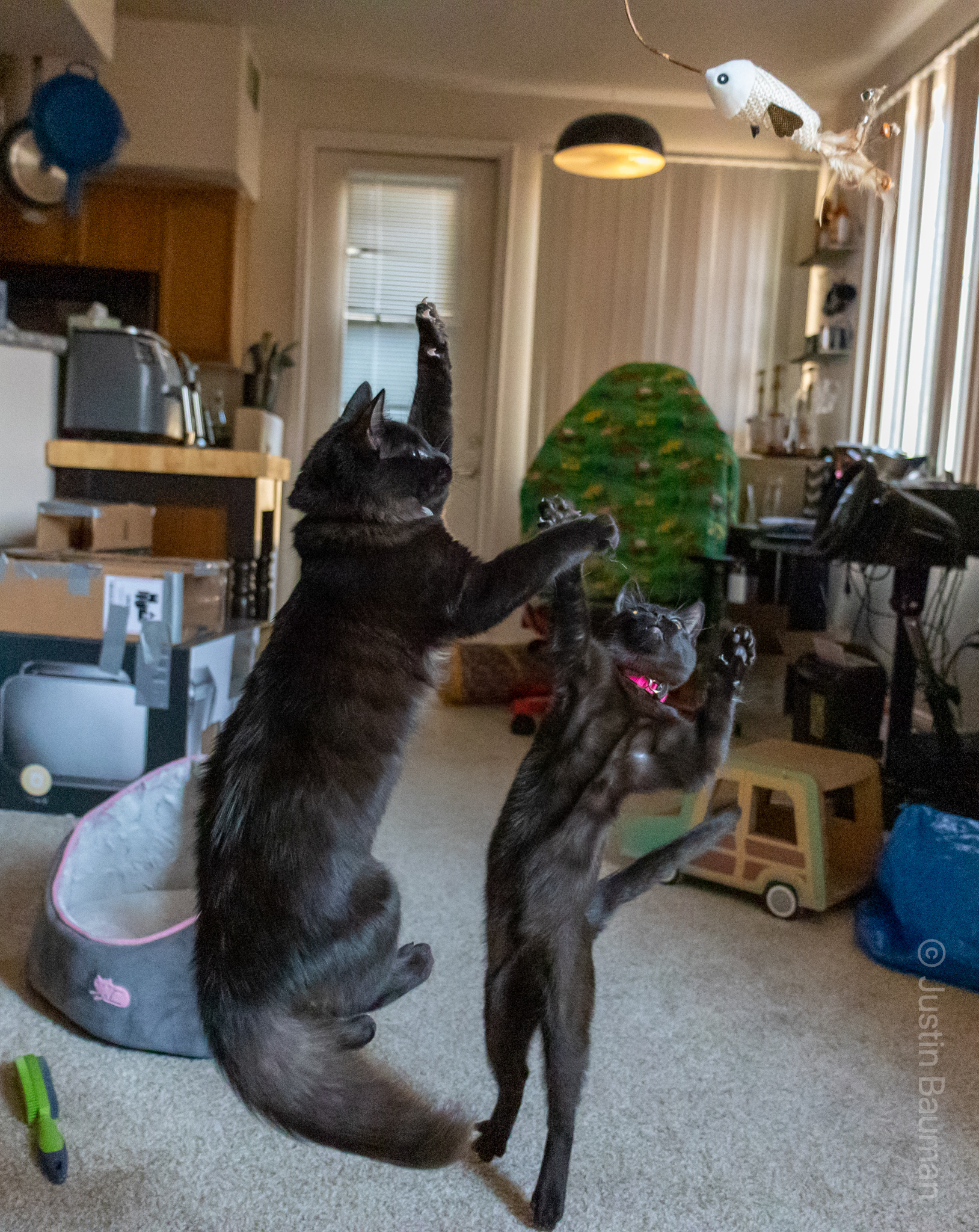 Lilith and Luna, 2 black cats, jumping for a fish on a stick.