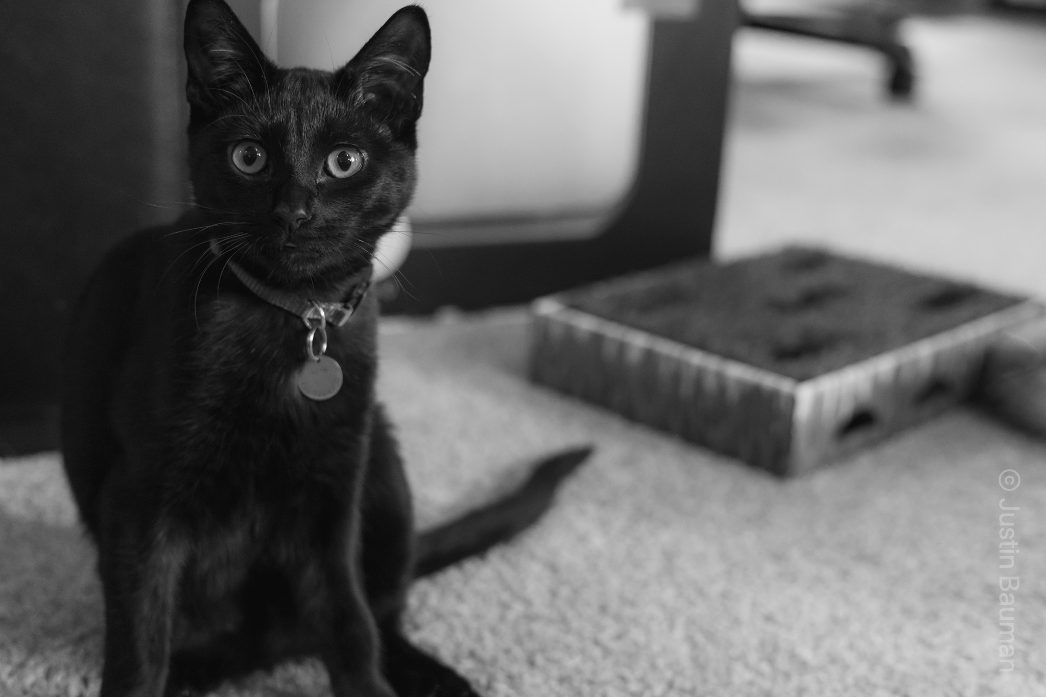 Luna looking into the distance. Image is in black and white.