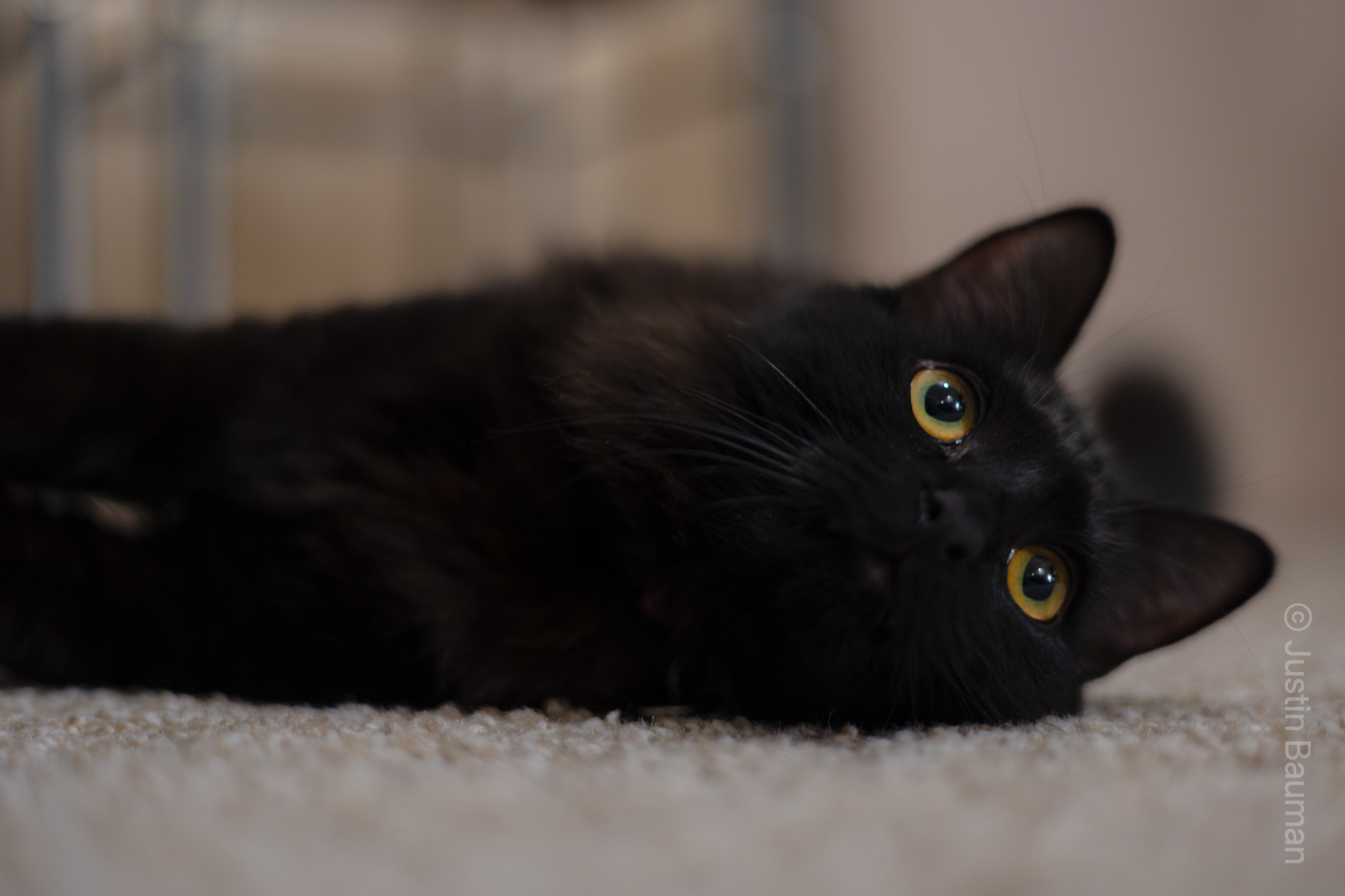 Lily Laying on her side