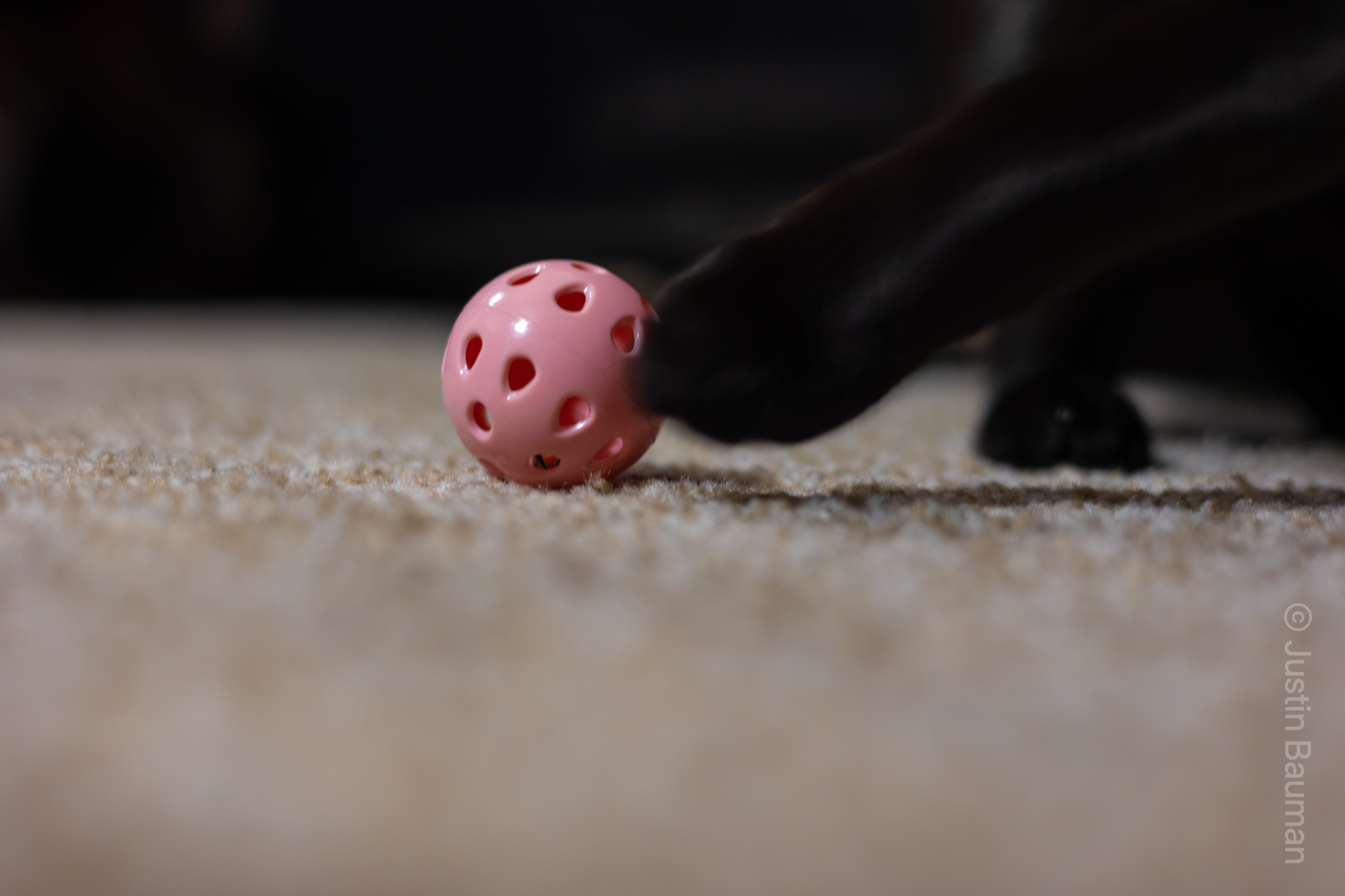 Cat with paw on ball