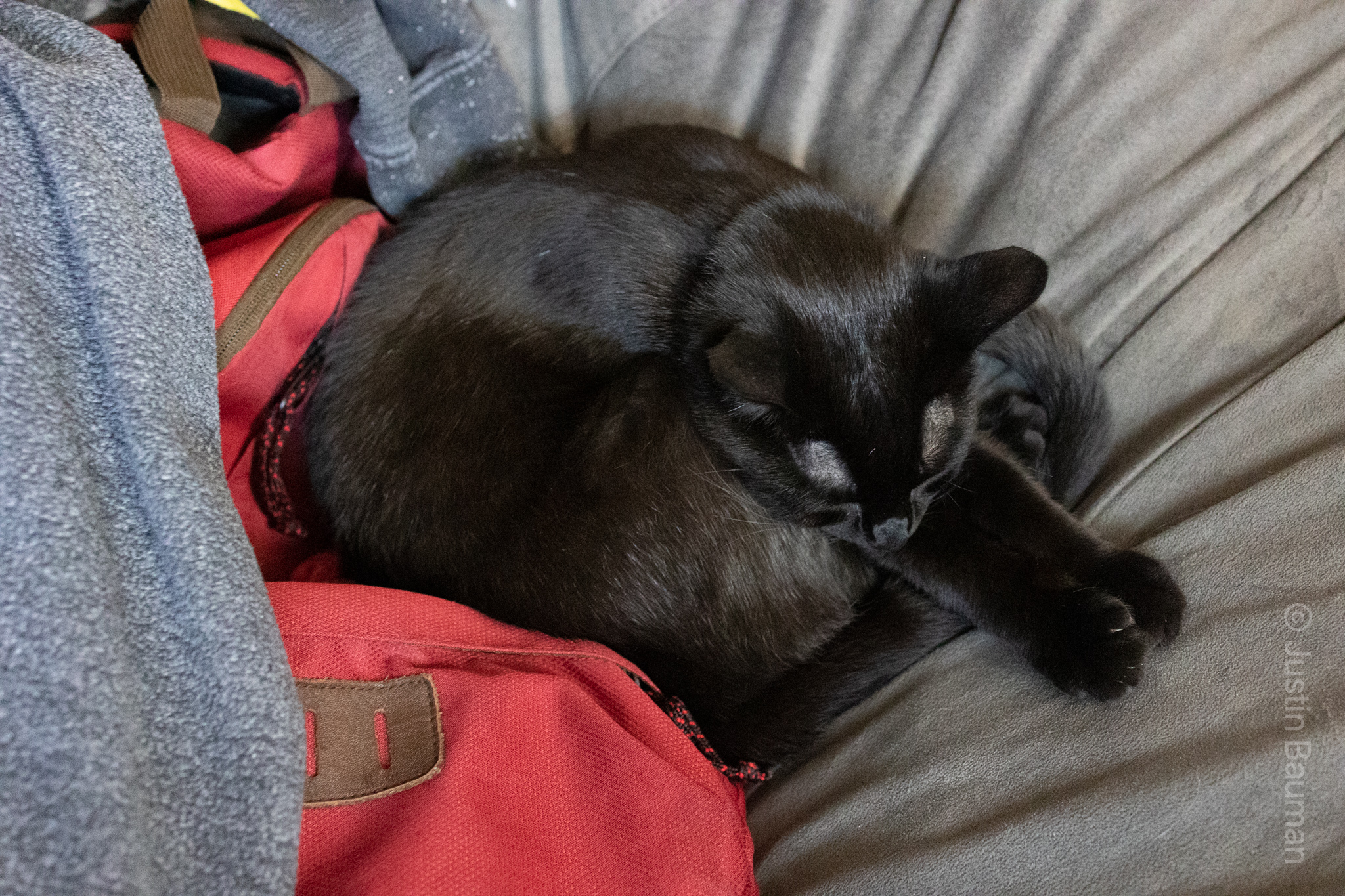 Luna taking a nap with her paws stretched out