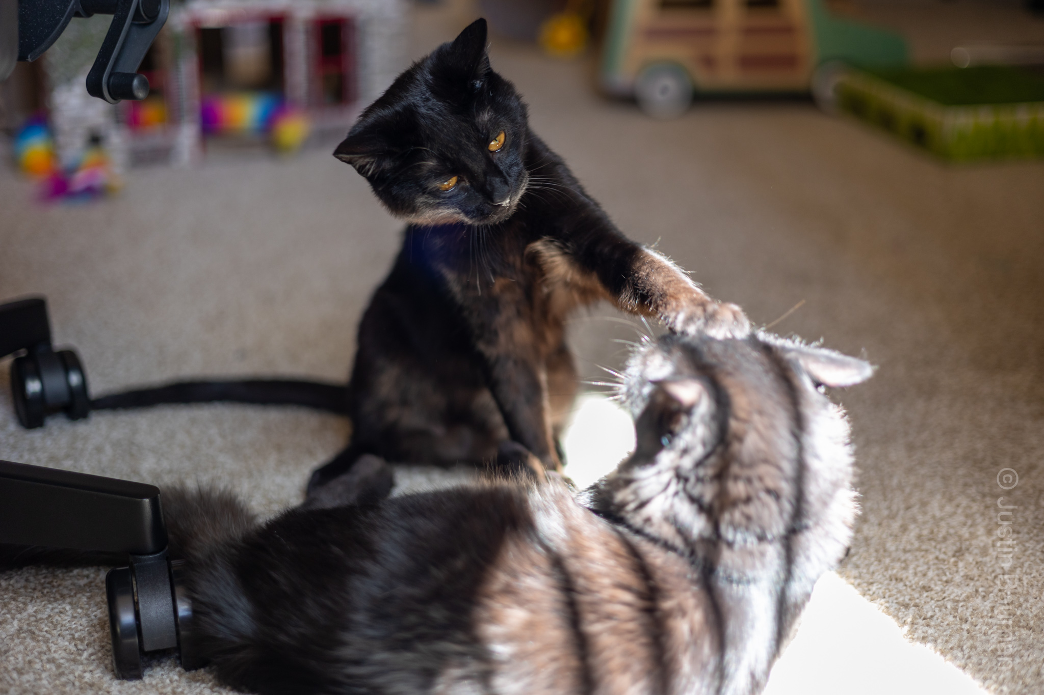 Luna with her paw on Lilith's Head