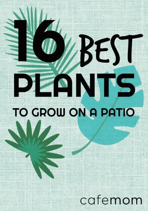16 plants that are easy to grow on the
