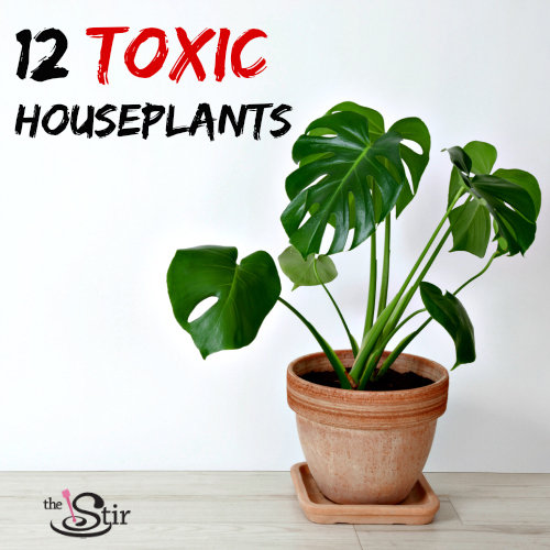 12 Poisonous Houseplants To Avoid If You Have Kids (PHOTOS) | CafeMom.com