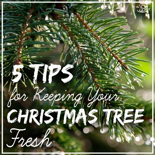 5 Ways to Extend the Life of Your Poor Dying Christmas Tree