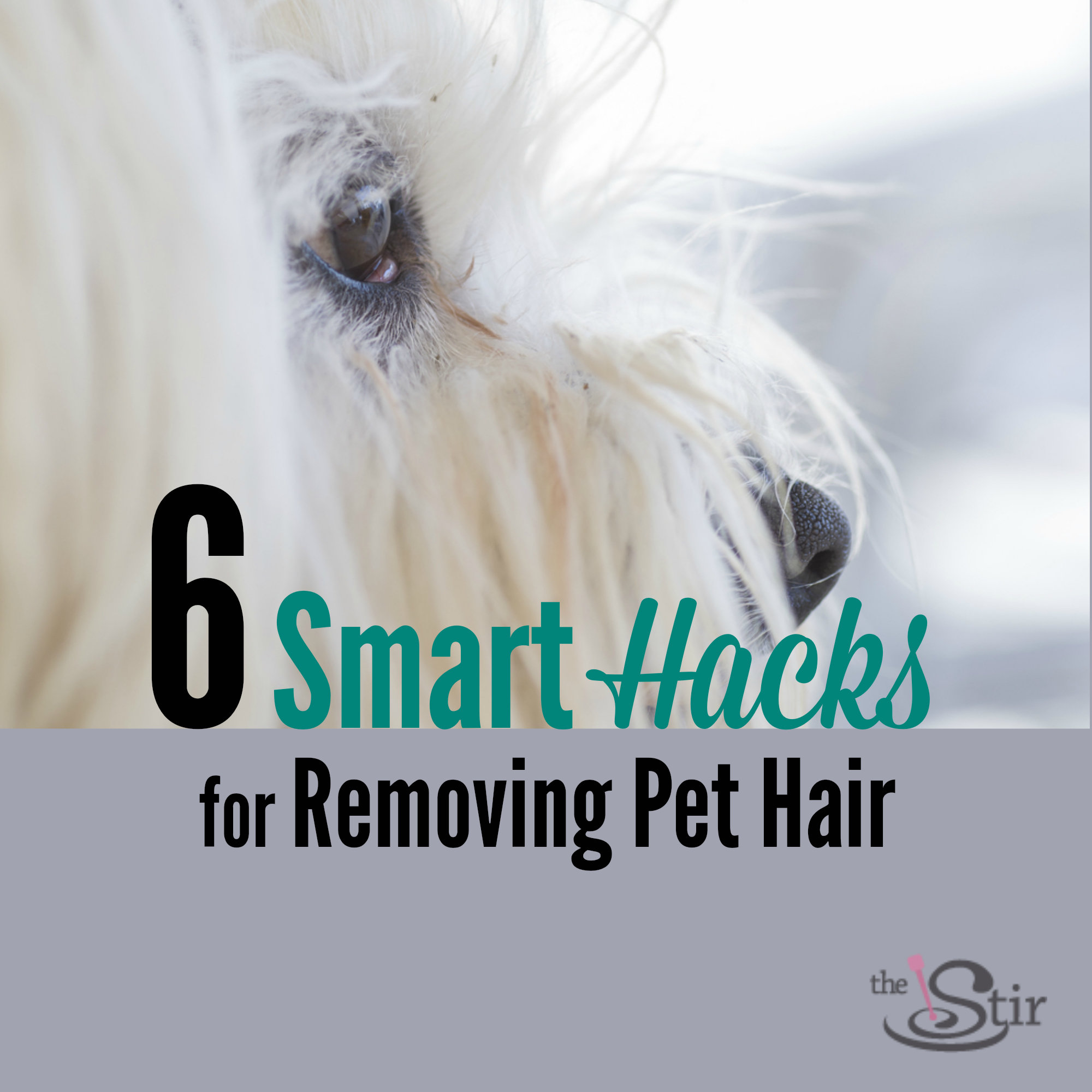 6 Amazing Pet Hair Removal Hacks Just in Time for Shedding Season