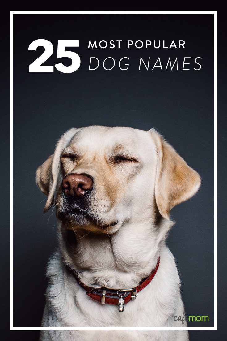 Top 25 Most Popular Male & Female Dog Names -- Did Your Pup's Name Top the  List? | CafeMom.com