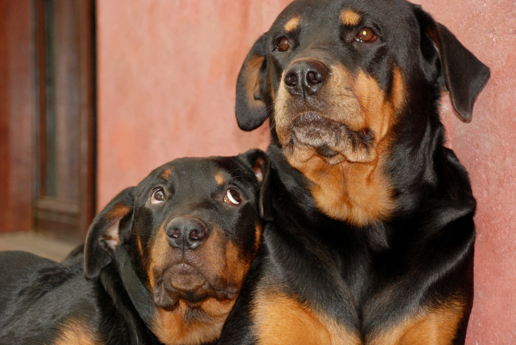 Family's 2 Rottweilers Attack & Kill 10-Month-Old Baby Left Unattended ...