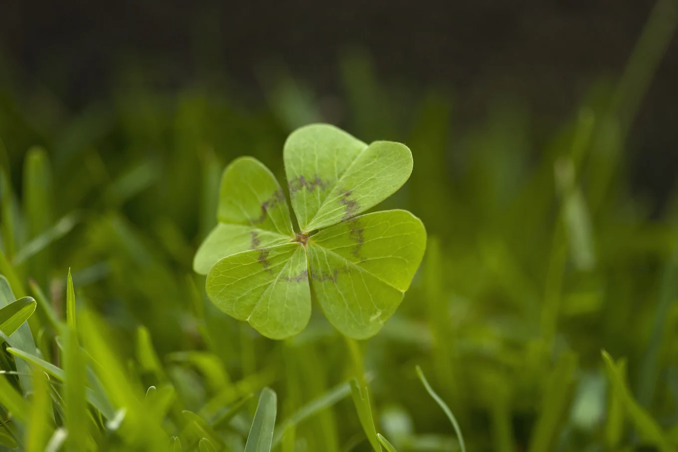 four leaf clover