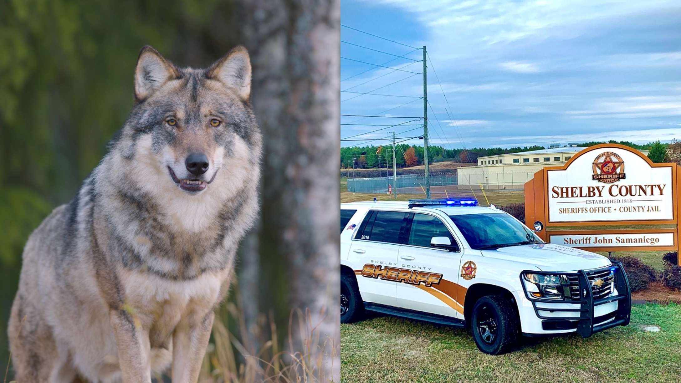 3MonthOld Baby Killed by Family's WolfDog Hybrid in 'Unthinkable(00)