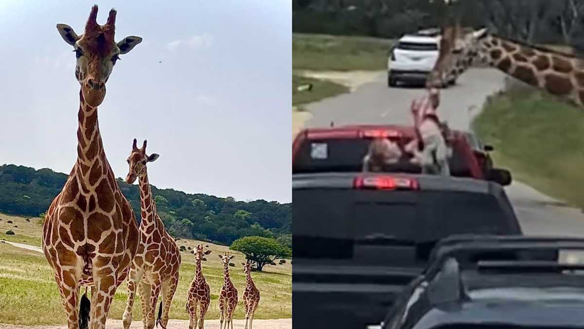 Fossil Rim giraffe Fossil Rim giraffe