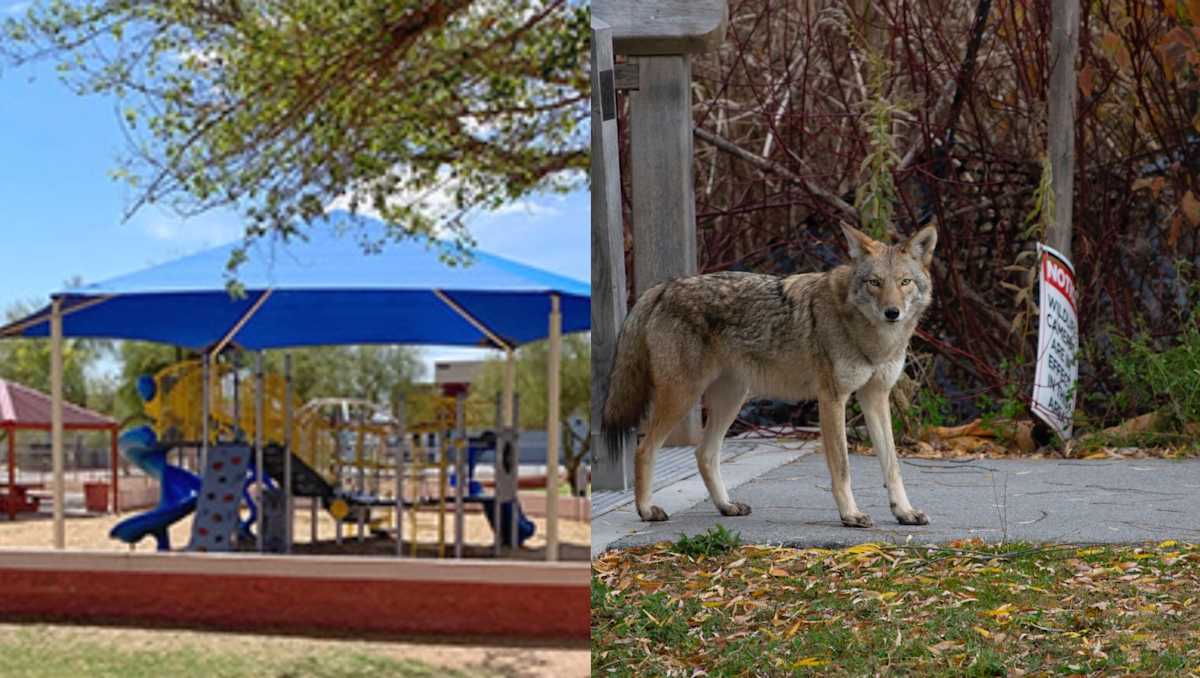 Arizona Toddler Attacked by Coyote While Playing at the Park Is Being