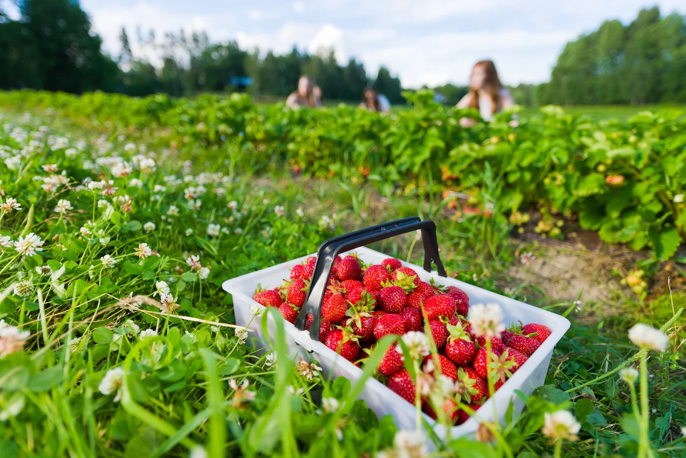 strawberry field