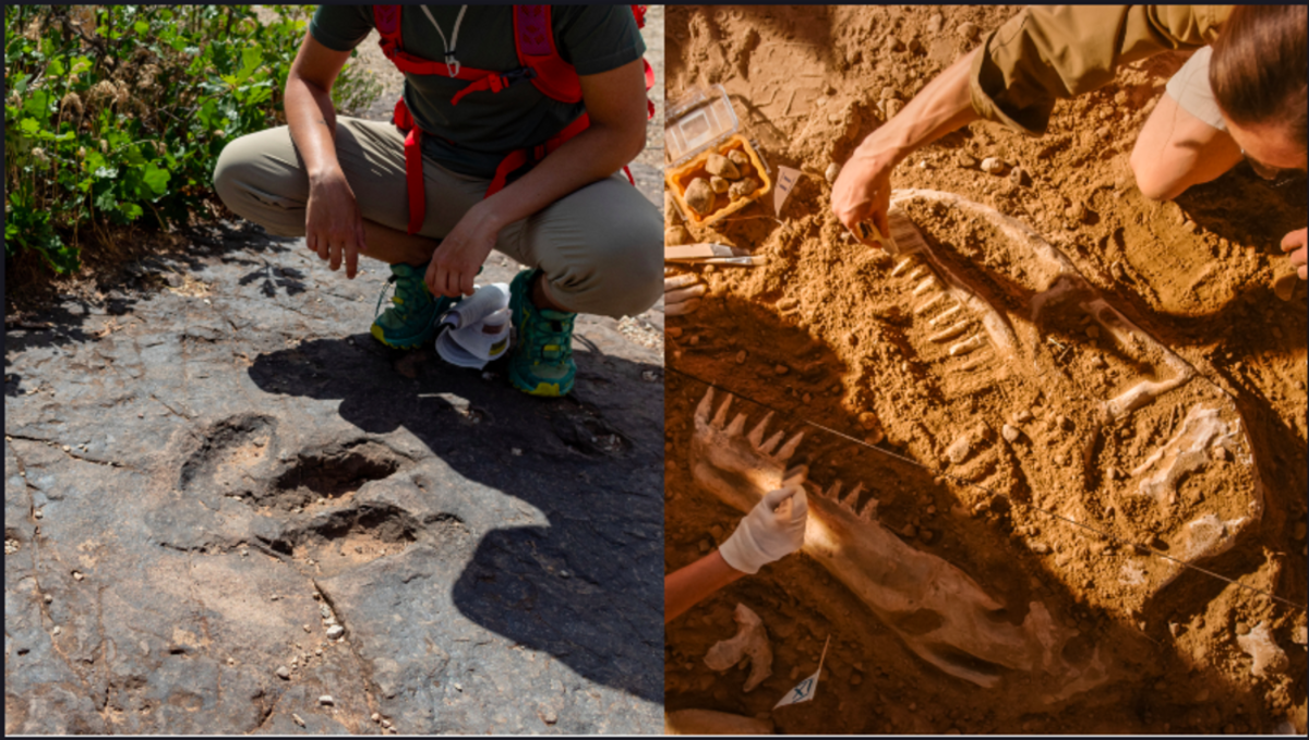 3 Young Boys Discover Rare T. Rex Fossil While Hiking in North Dakota ...