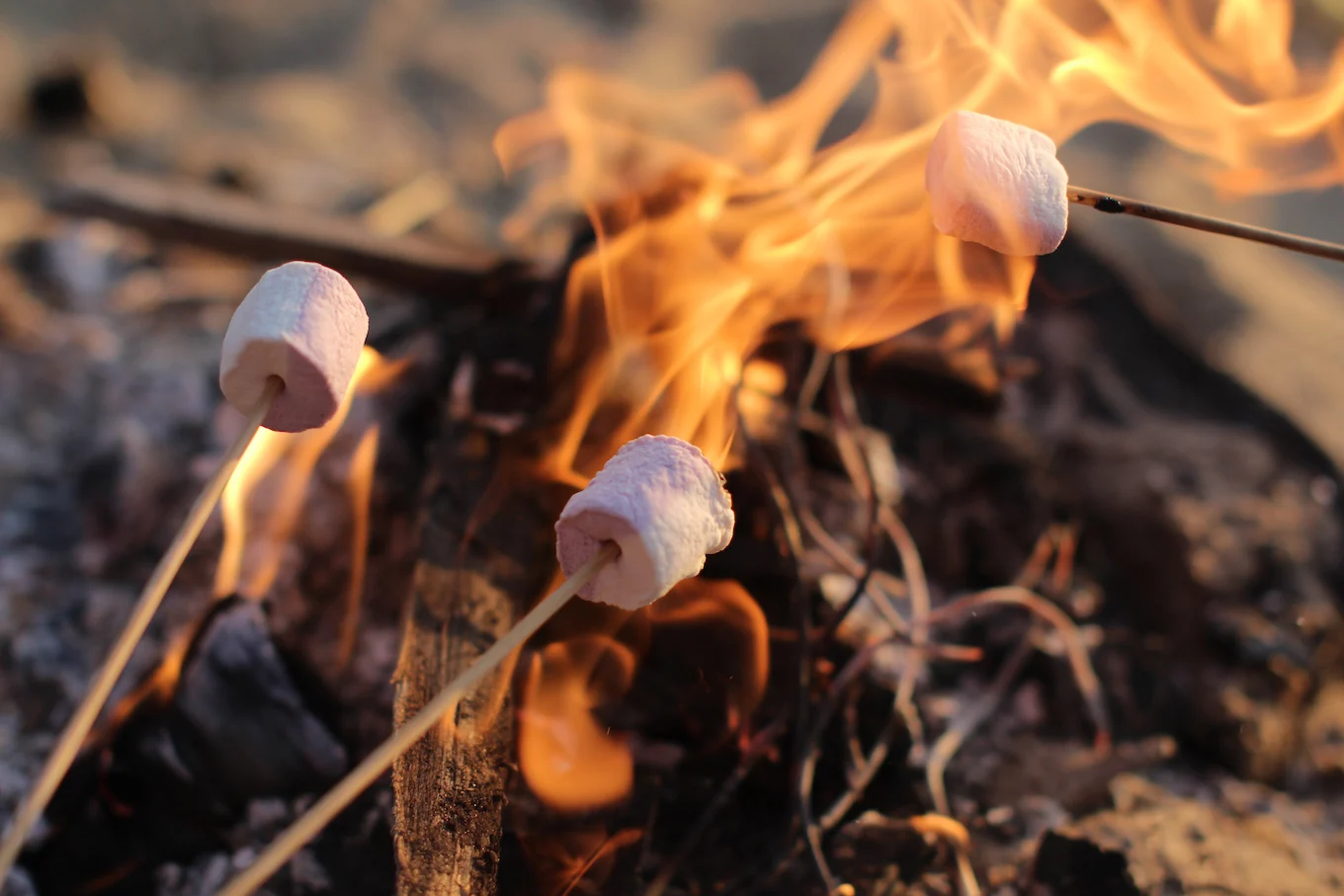 roasting marshmallows