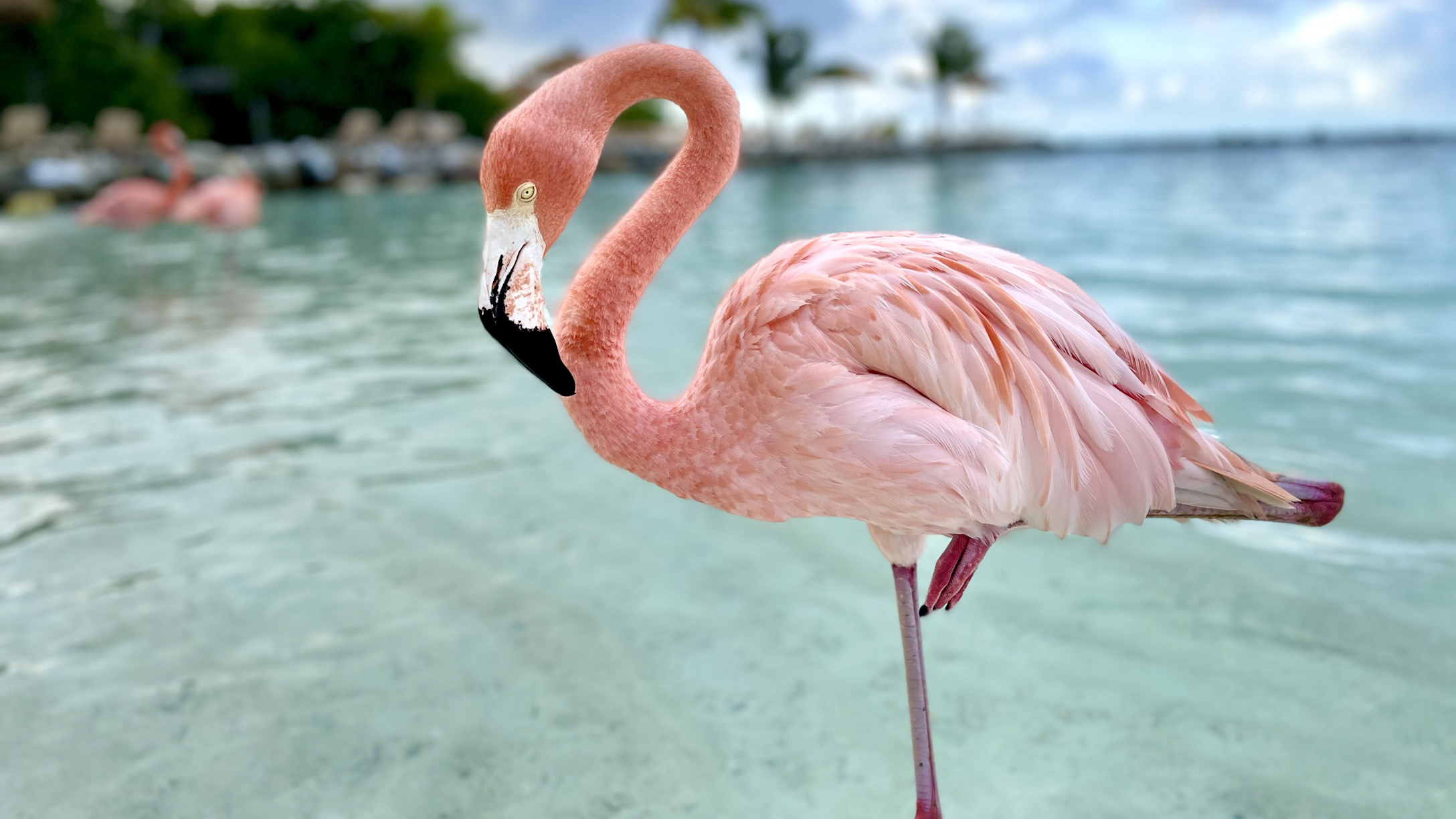 What Does 'Get My Pink Back' Mean? 15 Ways To Find That Color Again ...