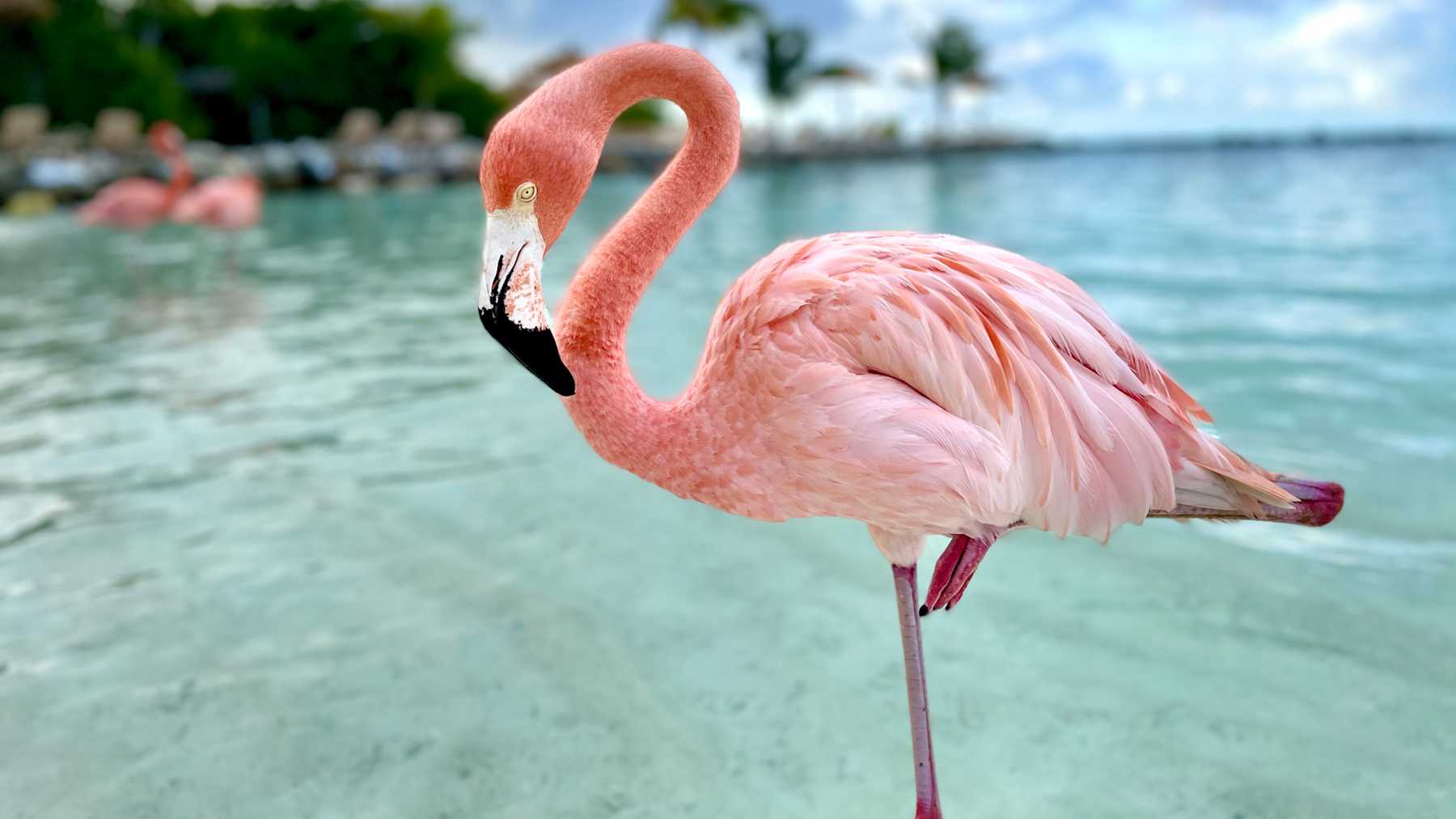 What Does 'Get My Pink Back' Mean? 15 Ways To Find That Color Again ...