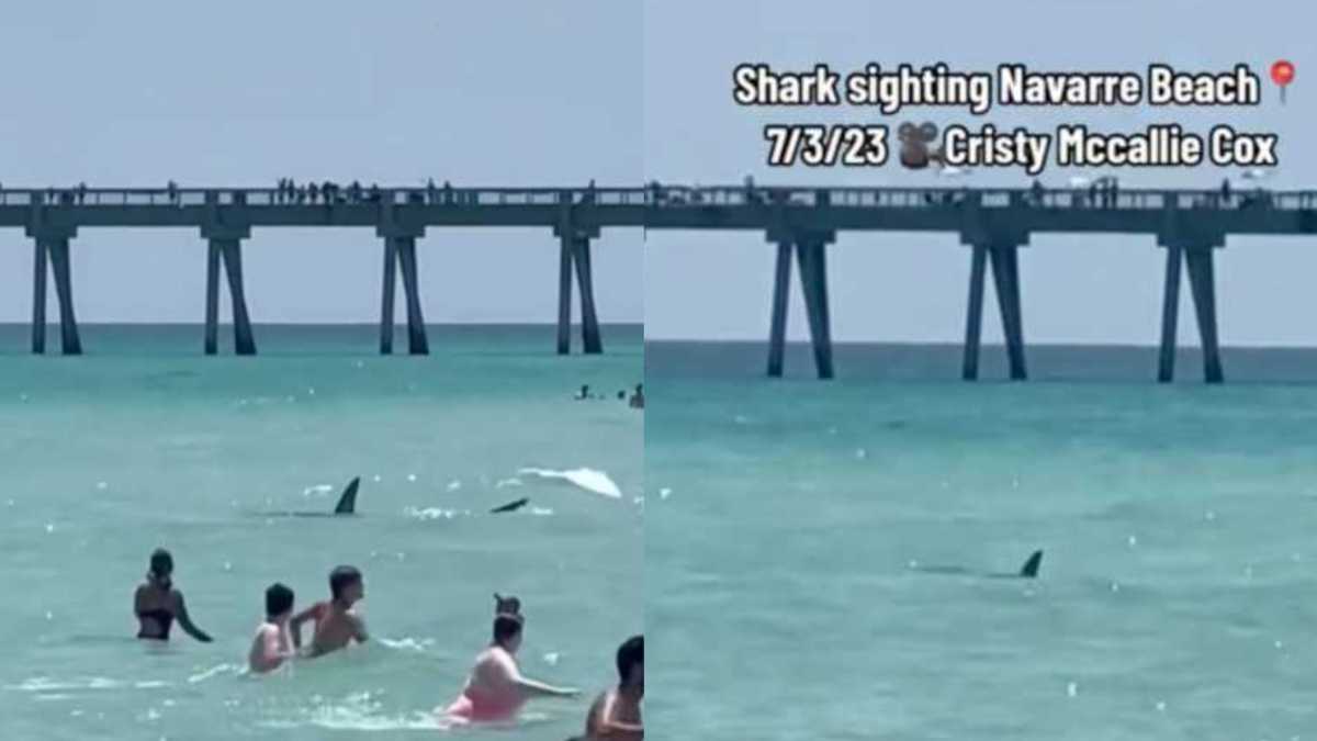 Seven Hammerhead Sharks Circle Florida Beachgoers in Shocking Video