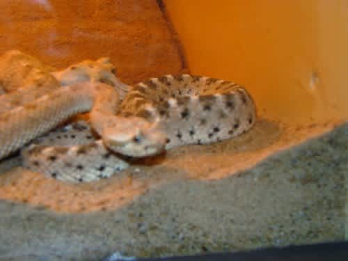 Toddler Killed by Rattlesnake | CafeMom.com