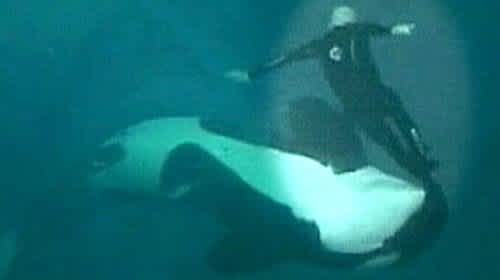 Seaworld Killer Whale Attack Footage Released We Can T Look Away Video Cafemom Com