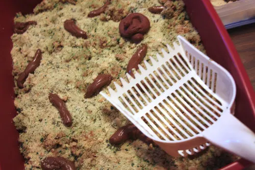kitty litter cake