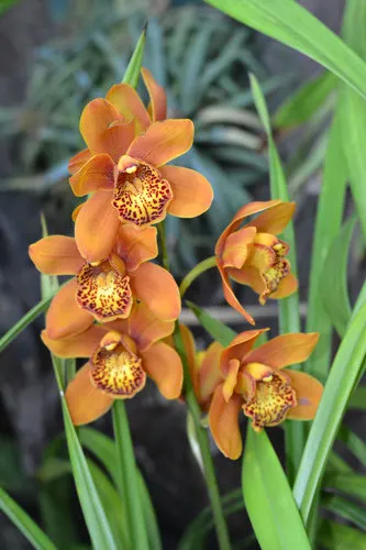 Orchid