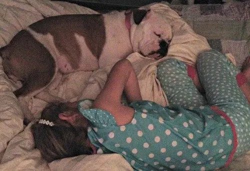 kid & bulldog sleeping