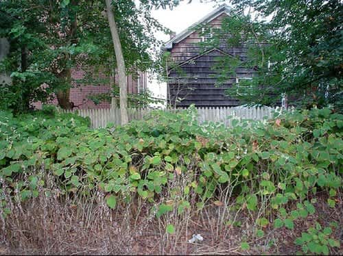 5 Tips for Cleaning Up Your Hot Mess of a Backyard - FeatureD Img Of Post 171325 5 Tips for Cleaning Up Your Hot Mess of a Backyard - FeatureD Img Of Post 171325