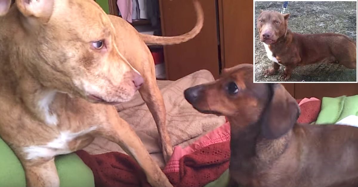 dachshund and pitbull mix puppies