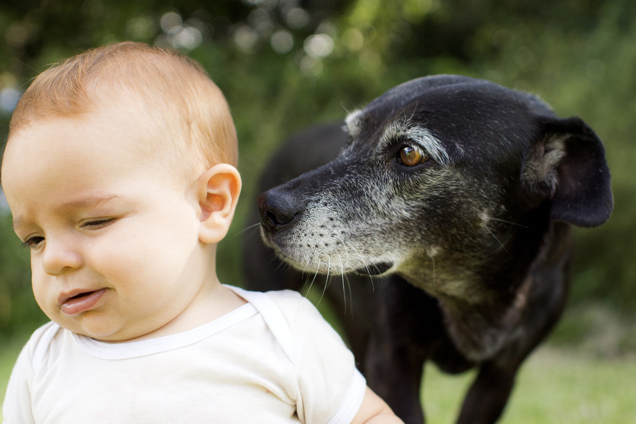 Dog ate outlet dirty diaper