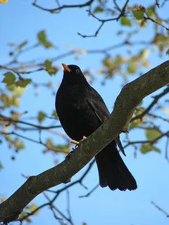 Sing a Song of Sixpence