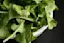 Leafy Greens-placeholder