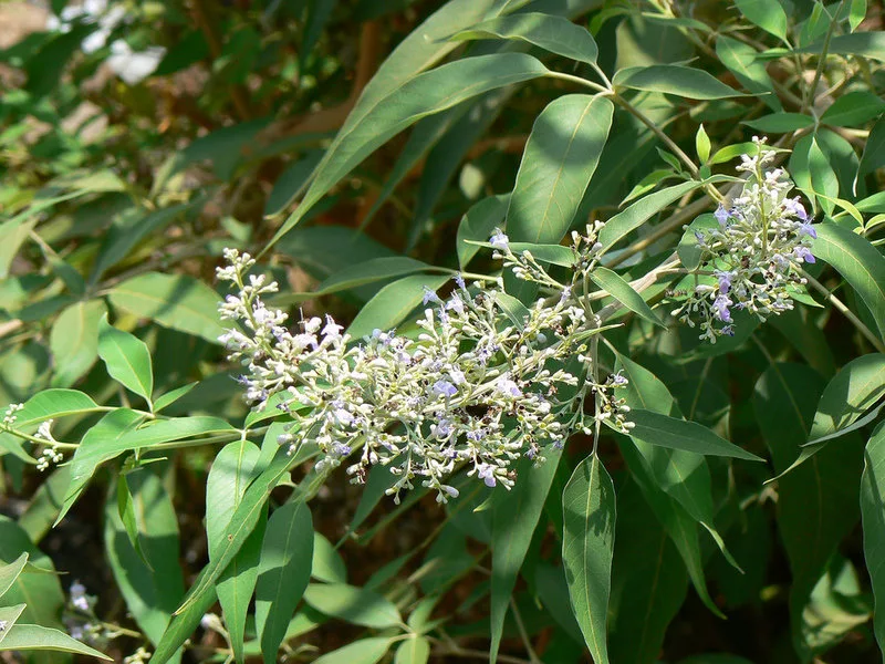 9. Chasteberry (Vitex agnus-castus)