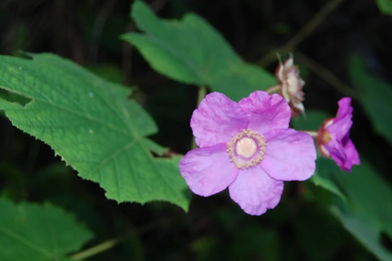 10. Raspberry leaf