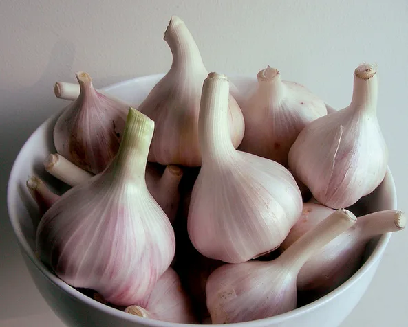 Garlic