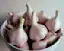 Garlic-placeholder