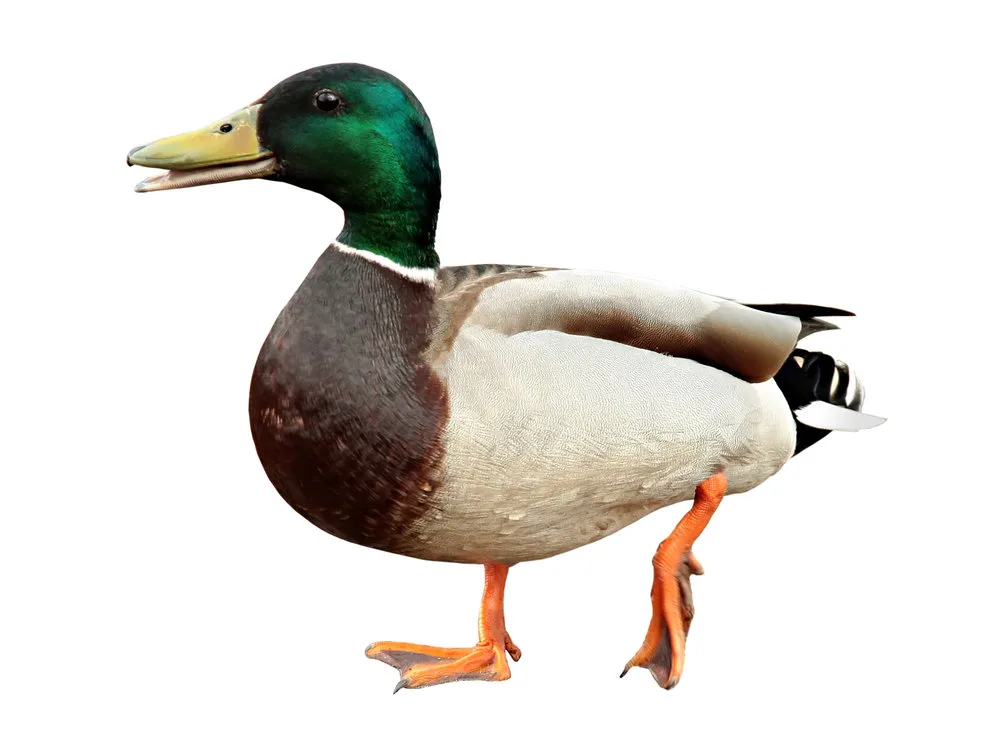 What a Quack