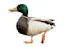 What a Quack-placeholder